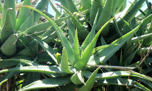 Herbal Remedies for Skin Health and Glow: 7 Popular Tips 10 Aloe Vera