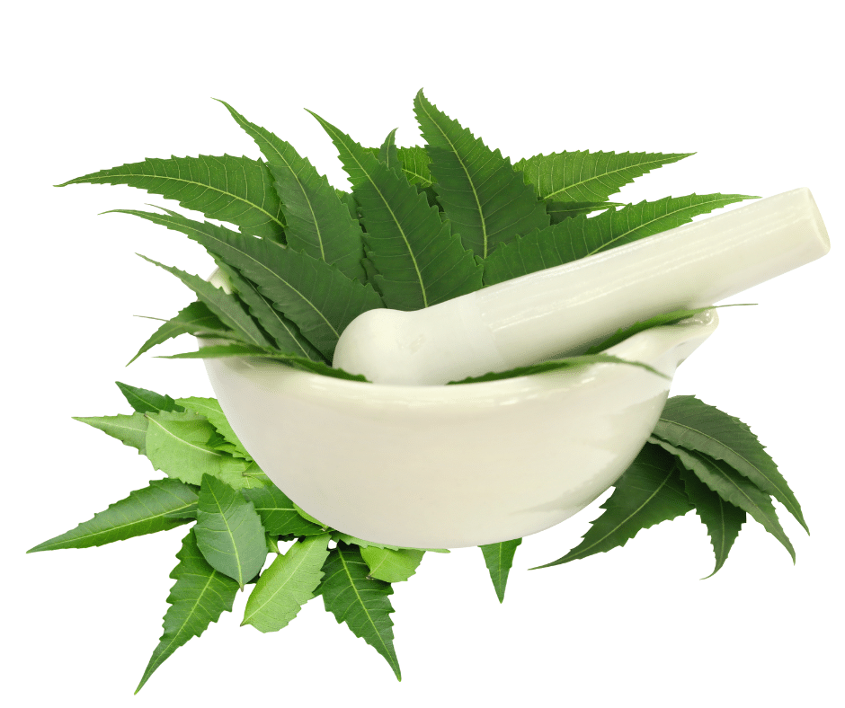 Herbal Remedies for Skin Health and Glow: 7 Popular Tips 12 Neem - Herbal Remedies for Skin