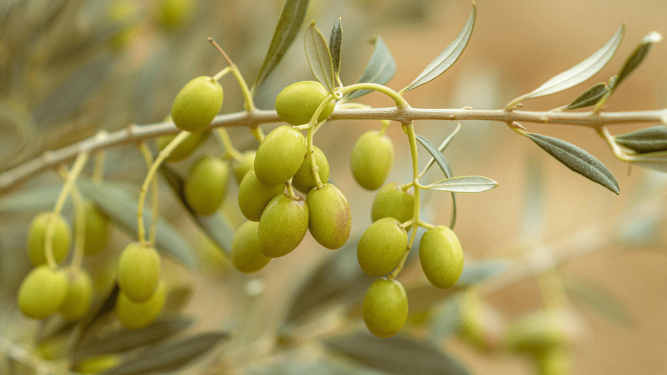 Olive Oil - natural remedies for ear infections