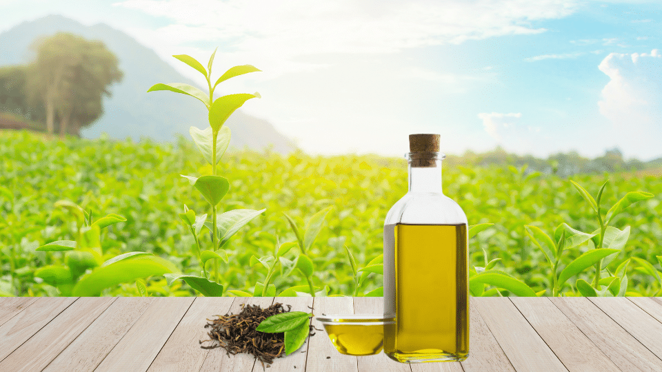 Tea Tree Oil - natural remedies for ear infections